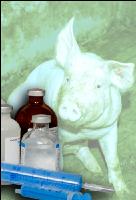 Schweinekrankheiten 4