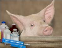 Schweinekrankheiten 3
