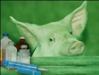 Schweinekrankheiten 2