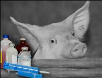 Schweinekrankheiten 1