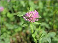 Red clover head 9