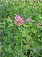 Red clover head 8