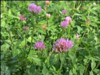 Red clover head 7