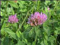 Red clover head 6