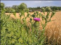 Ackerdistel 