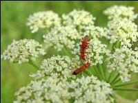 Roter Weichkäfer 1