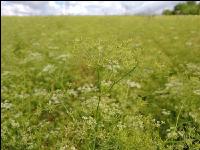 Kümmel Fruchtentwicklung 2