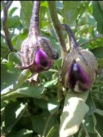 Aubergine 5