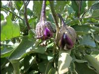 Aubergine 4