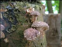 Shiitakepilz 10