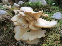 Austernseitlinge 1