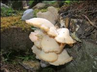 Austernseitlinge 2