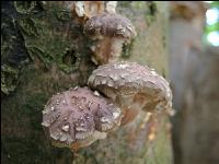 Shiitakepilz 9