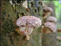 Shiitakepilz 8