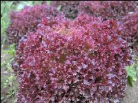 Lollo Rossa 2