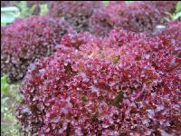 Lollo Rossa 1