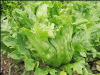 Eissalat 2