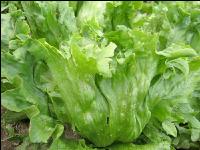 Eissalat 1