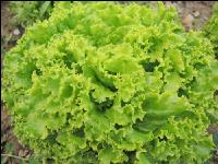 Batavia Salat 3