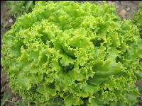 Batavia Salat 2