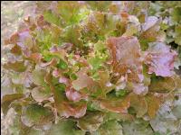 Batavia Salat 1