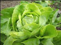 Kopfsalat 5