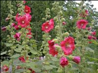 Stockrose 7