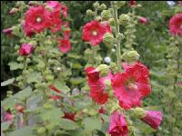 Stockrose 6