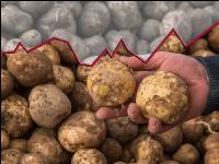 Industry potatoes price 11