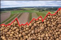 Industry potatoes price 10