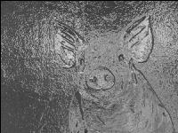 Schwein Portrait