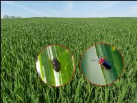Cereal leaf beetle 4