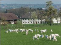 Saaneziege Weide 111