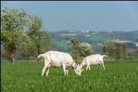 Saaneziege Weide 99