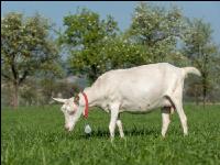 Saaneziege Weide 98