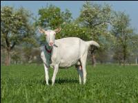 Saaneziege Weide 96