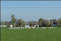 Saaneziege Weide 93