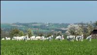 Saaneziege Weide 92