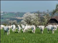 Saaneziege Weide 91