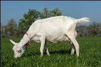 Saaneziege Weide 88