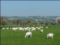 Saaneziege Weide 87
