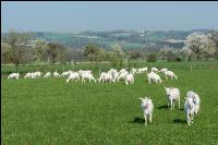 Saaneziege Weide 86