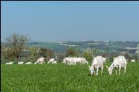 Saaneziege Weide 84