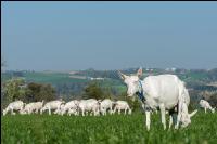 Saaneziege Weide 83