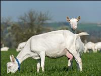 Saaneziege Weide 79