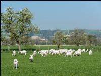 Saaneziege Weide 74