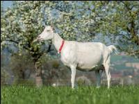 Saaneziege Weide 70