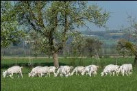 Saaneziege Weide 68