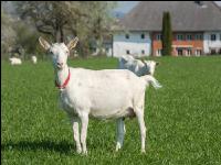 Saaneziege Weide 67