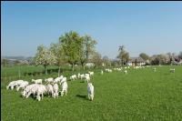 Saaneziege Weide 63